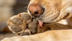 Mijn hond likt aan zijn poten: meest voorkomende oorzaken en wat u thuis kunt doen