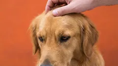 10 'don'ts' voor hondeneigenaren: fouten die vriendschap in de weg staan