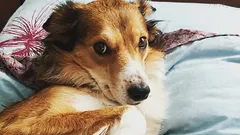 Hoe u kunt zien of uw hond u niet vertrouwt: drie gewoontes die u ten onrechte voor gehoorzaamheid aanziet