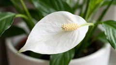 Geef uw spathiphyllum dit als voeding en uw bloem wordt de blikvanger van elk interieur.