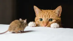 Een 'cadeautje' op de vloer: hoe je je kat op een zachte manier kunt afleren muizen mee naar huis te nemen en wat je met de 'trofeeën' moet doen