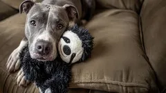 7 nuttige regels die het leven van uw hond kunnen verlengen