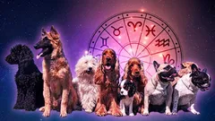 Welk hondenras is speciaal voor jouw sterrenbeeld gemaakt: ontdek je ideale harige partner