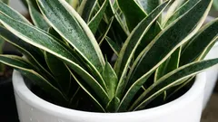 Ze leven tientallen jaren: klassieke kamerplanten. Makkelijk te verzorgen en mooi