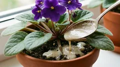 Eén lepel onder de wortel en de viooltjes zullen continu bloeien: de bladeren zullen niet meer zichtbaar zijn achter de bloemen.