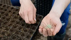 Deze bloem kan het beste in februari worden geplant.