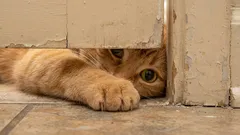 Waarom houdt een kat ervan om op de meest ongelegen momenten bij je te zijn? Waarom wil ze met je mee naar het toilet?